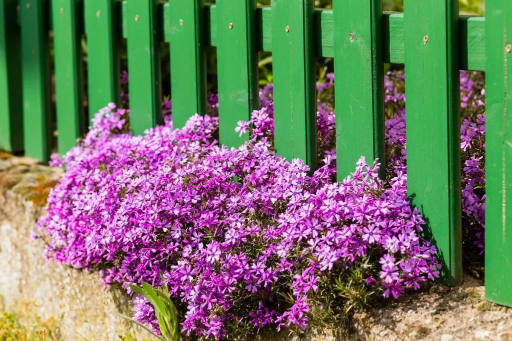 Lubbock fence company history